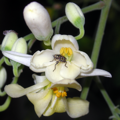 Moringa oleifera white flowers close-up