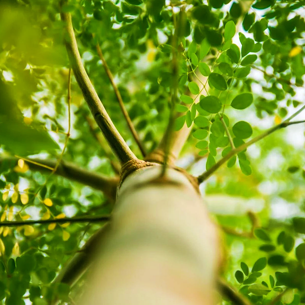 Moringa oleifera tree canopy and compound foliage