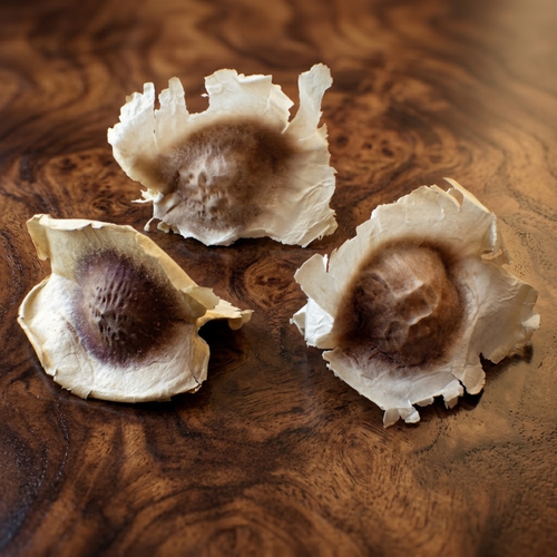 Moringa oleifera winged seeds displayed on a natural wood surface.