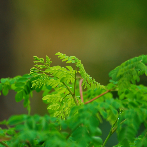 Moringa oleifera fresh young compound foliage