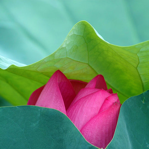 Pink Sacred Lotus flower bud emerging between broad green leaves.