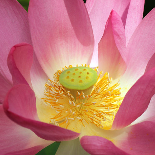 Close-up of a pink Sacred Lotus flower showing the central receptacle and stamens.