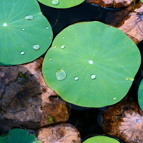 Sacred Lotus leaves with water droplets beading on the water-repellent surface.