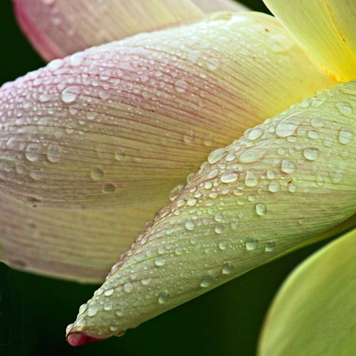 Macro detail of pink Sacred Lotus petals with water droplets.
