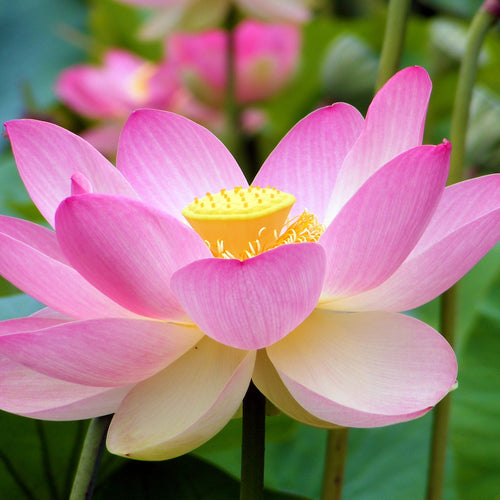 Open pink Sacred Lotus (Nelumbo nucifera) flower in full bloom.