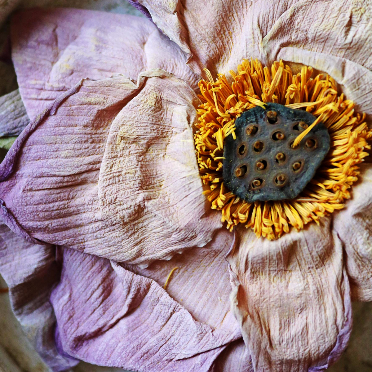 Sacred Plants Australia | Nelumbo nucifera sacred lotus flower with weathered pink petals, golden stamens and mature seed receptacle