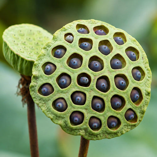 Mature Sacred Lotus seed head with dark seeds visible in the receptacle.