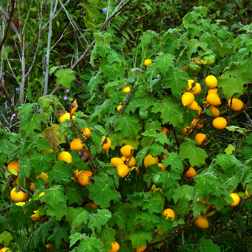 Mature Nipple Fruit plant, Solanum mammosum, carrying yellow and orange fruit
