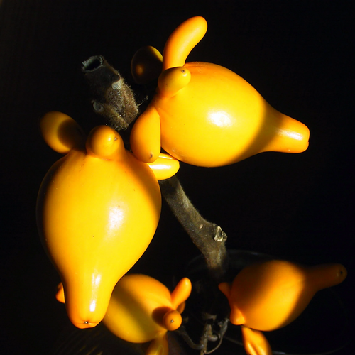 Ripe golden Nipple Fruit, Solanum mammosum, on a dark background