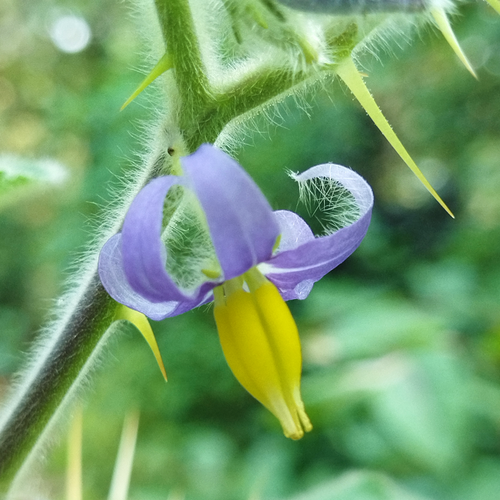 Purple and yellow flower of Nipple Fruit, Solanum mammosum, on a prickly stem