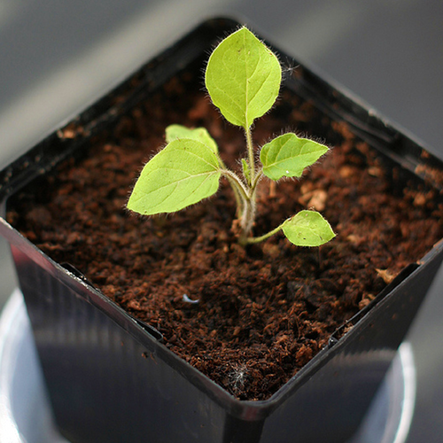 Young Nipple Fruit seedling, Solanum mammosum, growing in a pot