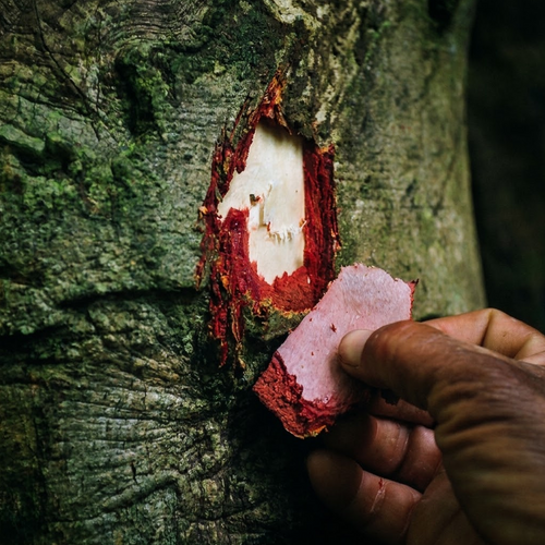 Close-up of a hand holding freshly removed reddish bark against a tree trunk for Peruvian Chuchuhuasi botanical gallery