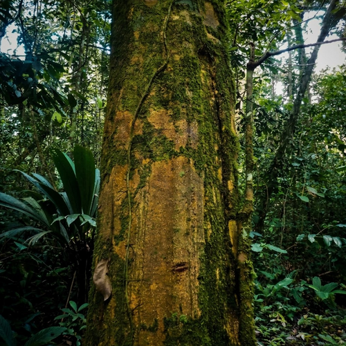 Large rainforest tree trunk covered with moss, illustrating the natural forest habitat associated with Peruvian Chuchuhuasi