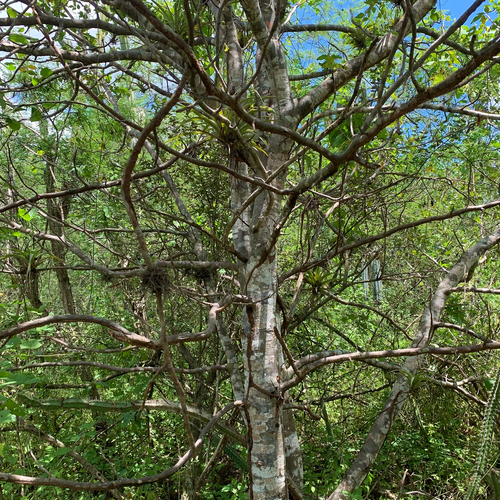 Palo Santo tree (Bursera graveolens) in natural habitat