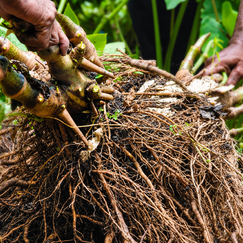 Freshly harvested Piper methysticum kava root crown and fibrous root mass