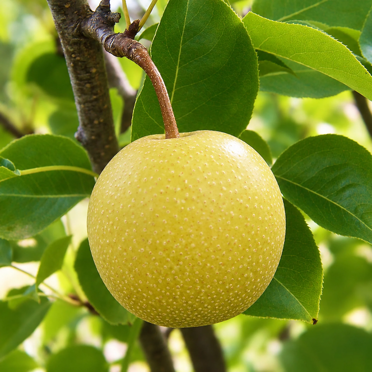 Nijisseiki nashi pear (*Pyrus pyrifolia*) single fruit close-up