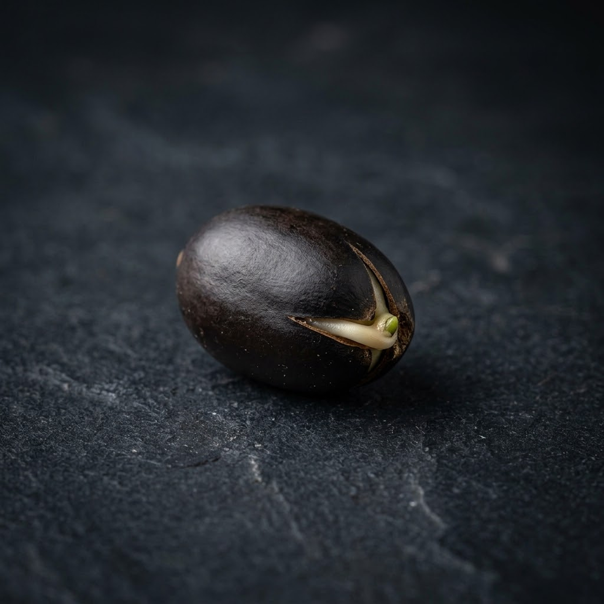 Sacred Lotus seed beginning to germinate for the Rare & Ethnobotanical Seeds collection