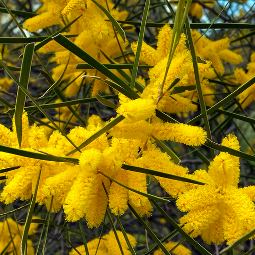 Raspberry Jam Wattle, Acacia acuminata, dense golden flower spikes among narrow green phyllodes
