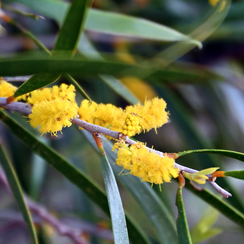 Raspberry Jam Wattle, Acacia acuminata, flowering branch with golden blooms and narrow phyllodes