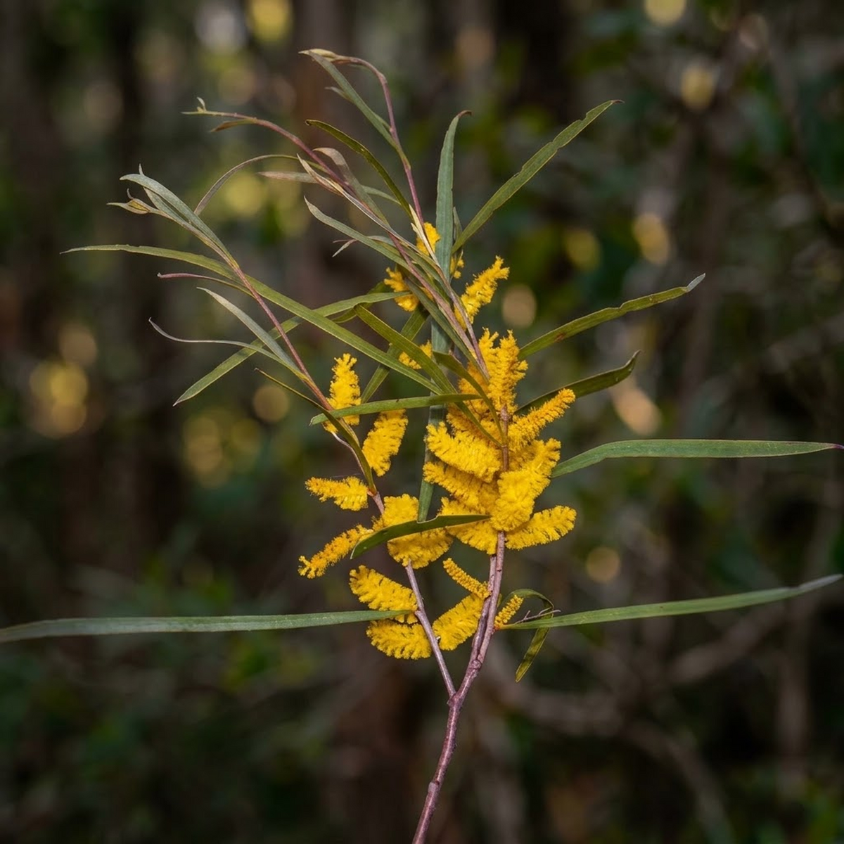 Raspberry Jam Wattle (Acacia acuminata) flowering branch with golden flower spikes against a dark background
