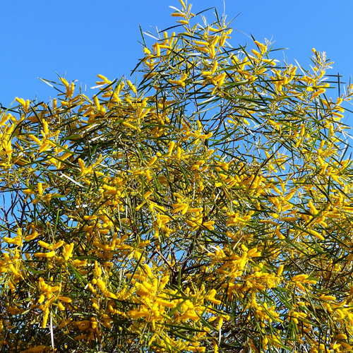 Raspberry Jam Wattle, Acacia acuminata, flowering canopy covered in golden spikes against blue sky