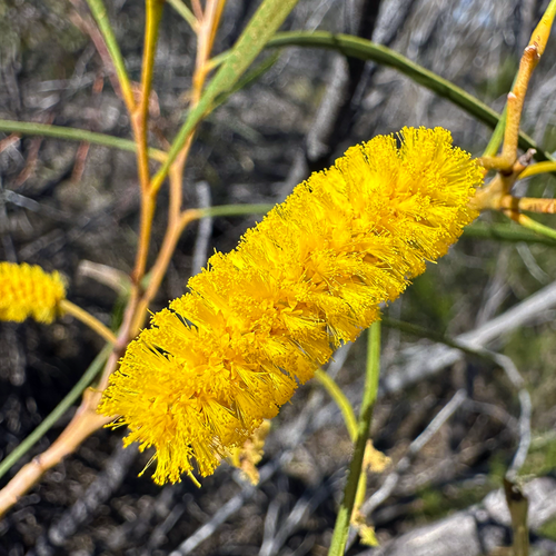 Raspberry Jam Wattle, Acacia acuminata, golden flower spike close-up with narrow phyllodes