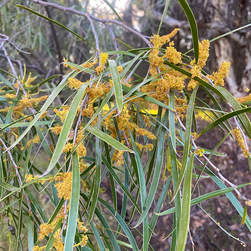 Raspberry Jam Wattle, Acacia acuminata, narrow phyllodes and golden flower spikes
