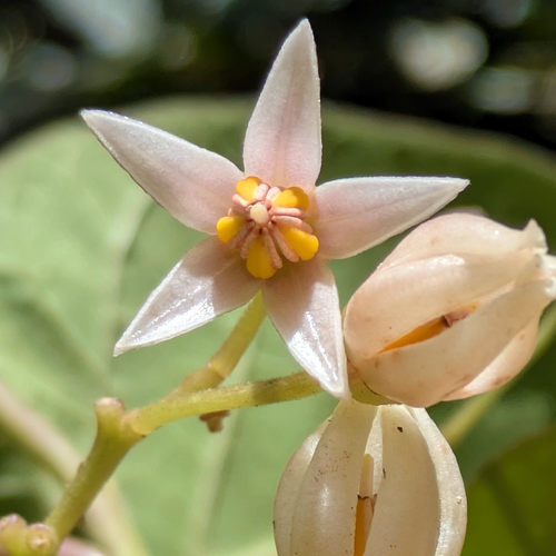 Red Tamarillo, Solanum betaceum, pale pink star shaped flower close-up