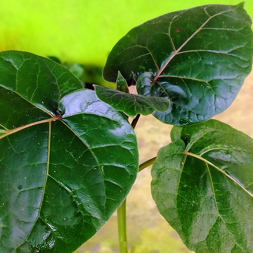Red Tamarillo, Solanum betaceum, broad green leaves and fresh foliage