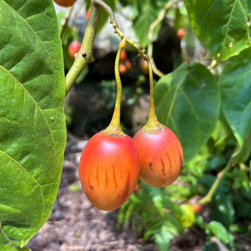 Red Tamarillo, Solanum betaceum, ripe red orange fruit hanging on the tree