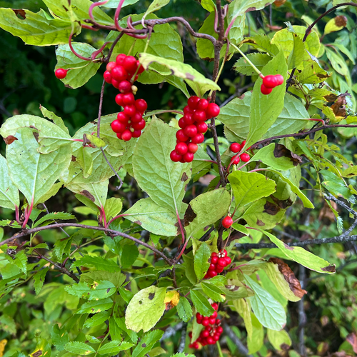 Schisandra chinensis vine carrying multiple clusters of ripe red berries