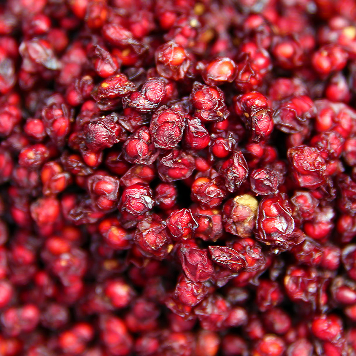 Macro close-up of whole dried Schisandra chinensis berries showing wrinkled red skin.