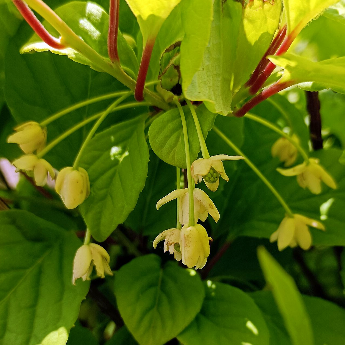 Schisandra chinensis vine in flower with cream blossoms and green foliage