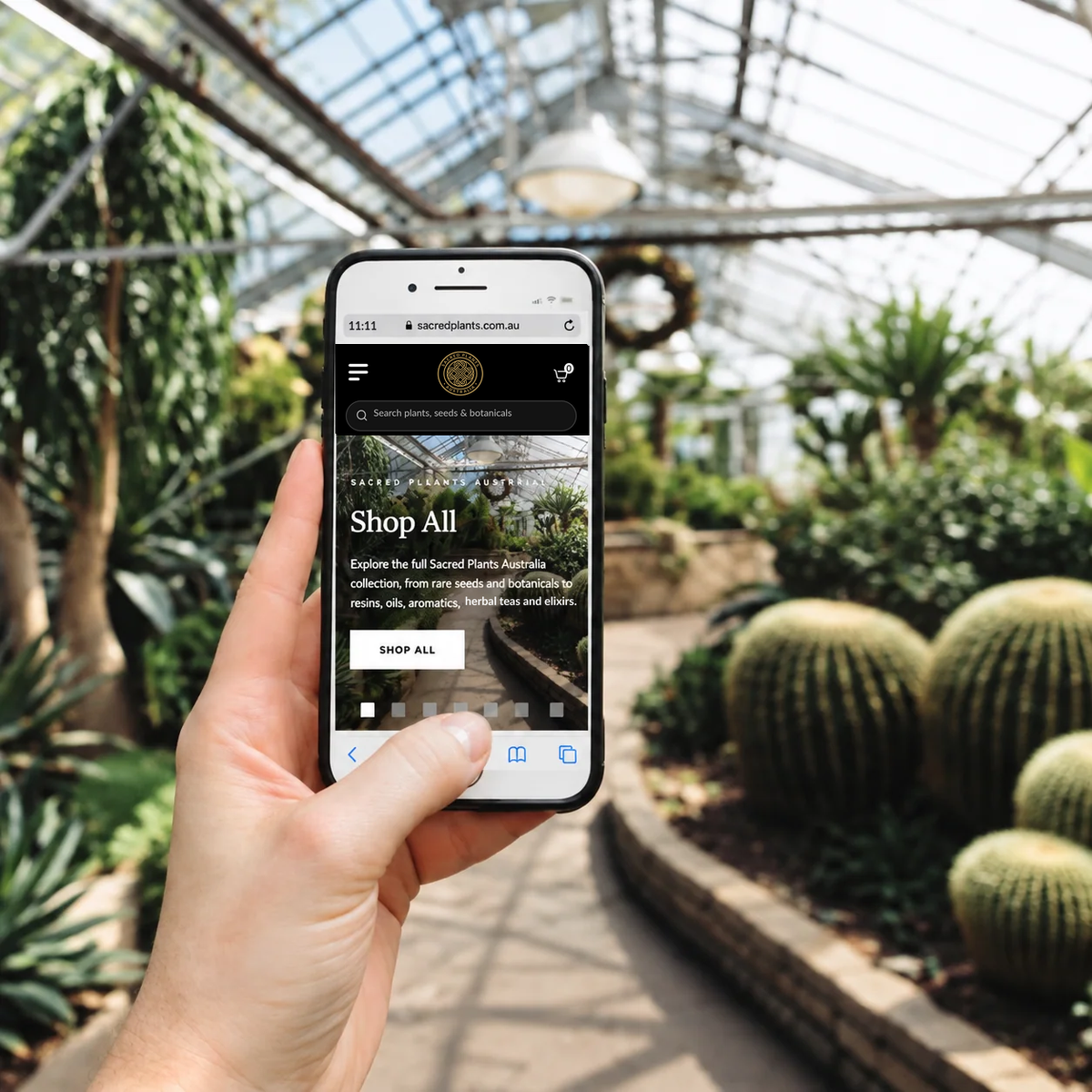 Hand holding a mobile phone displaying the Sacred Plants Australia homepage in a greenhouse