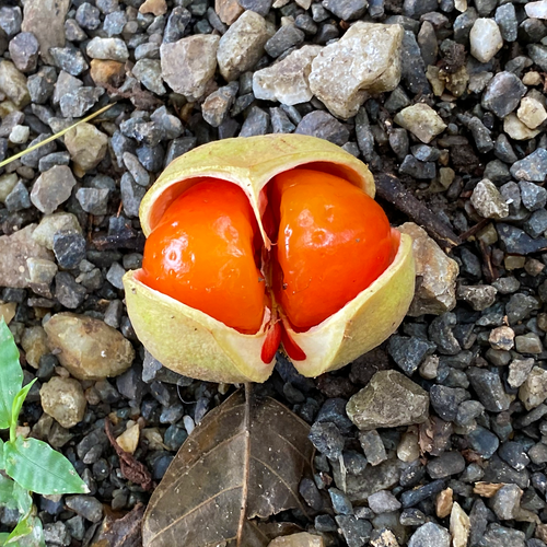 Small-leaved Tamarind (Diploglottis campbellii) fallen open fruit showing bright orange arils