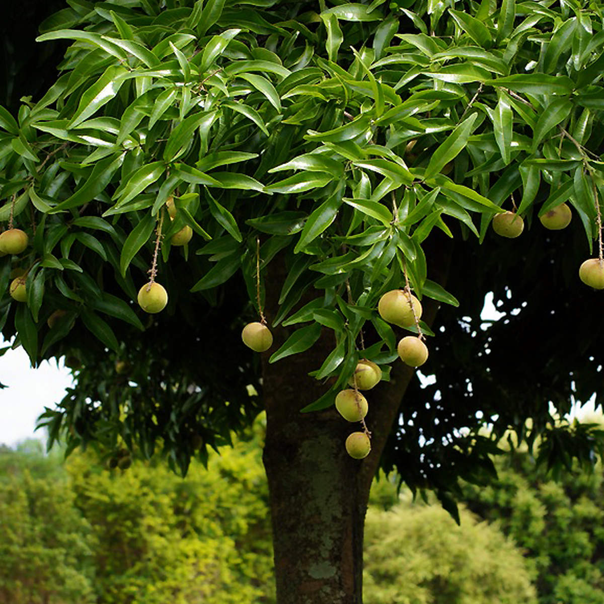Mature Small-leaved Tamarind (Diploglottis campbellii) tree carrying green fruit
