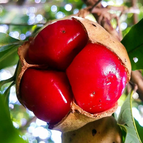 Small-leaved Tamarind (Diploglottis campbellii) open fruit showing vivid red arils in close-up