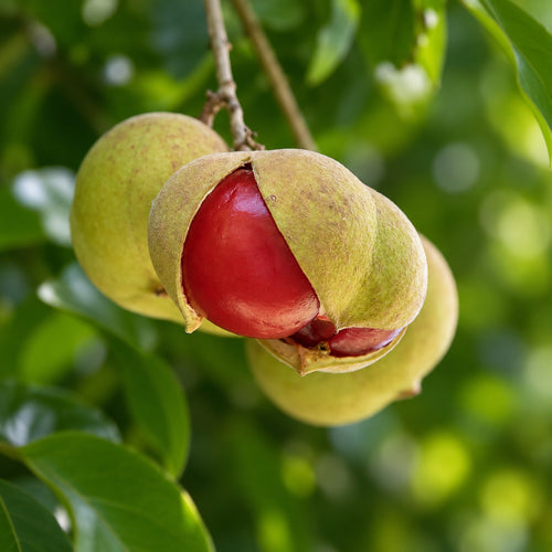 Small-leaved Tamarind (Diploglottis campbellii) opened fruit showing vivid red aril on tree
