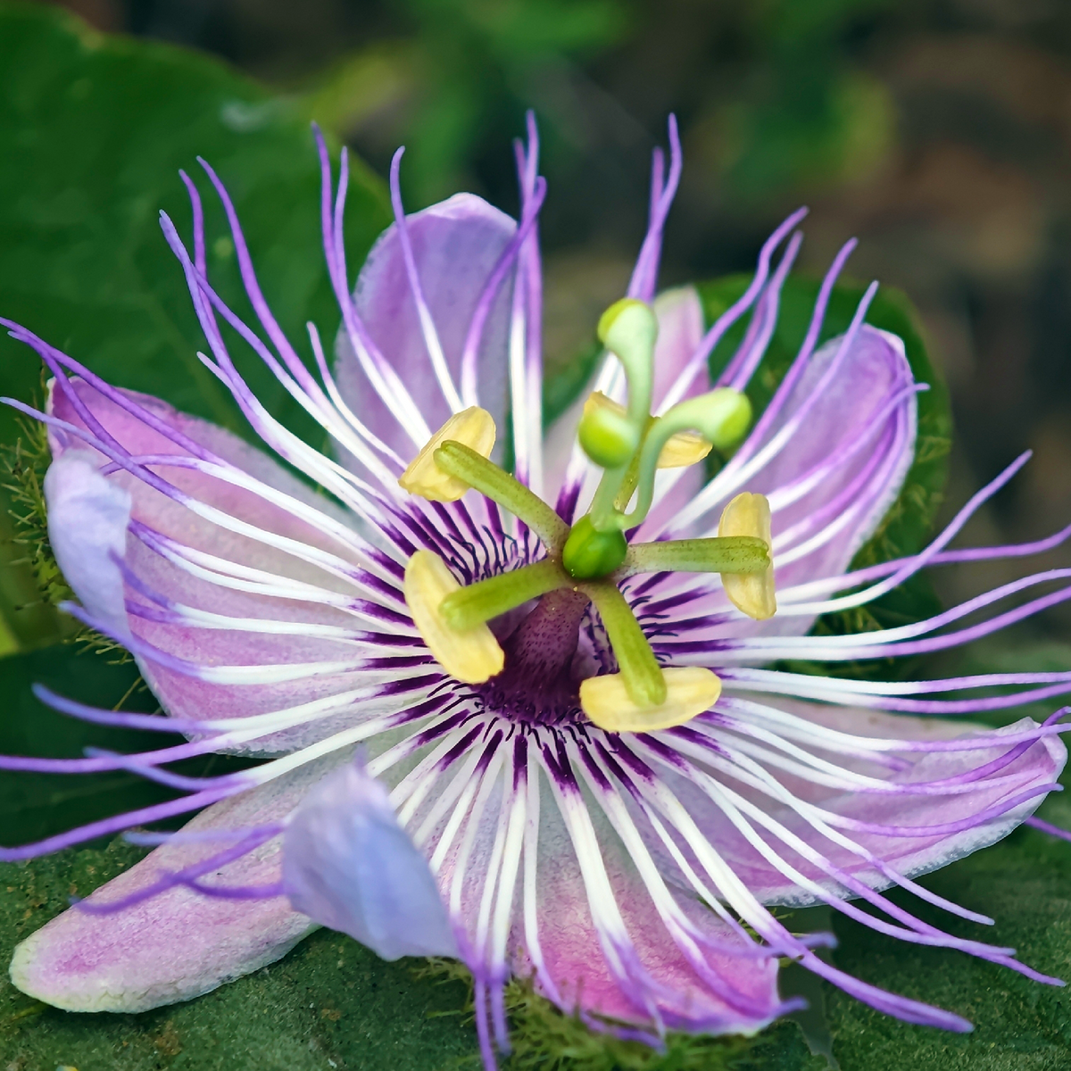 Stinking Passionflower (Passiflora foetida) flower showing its purple and white corona.