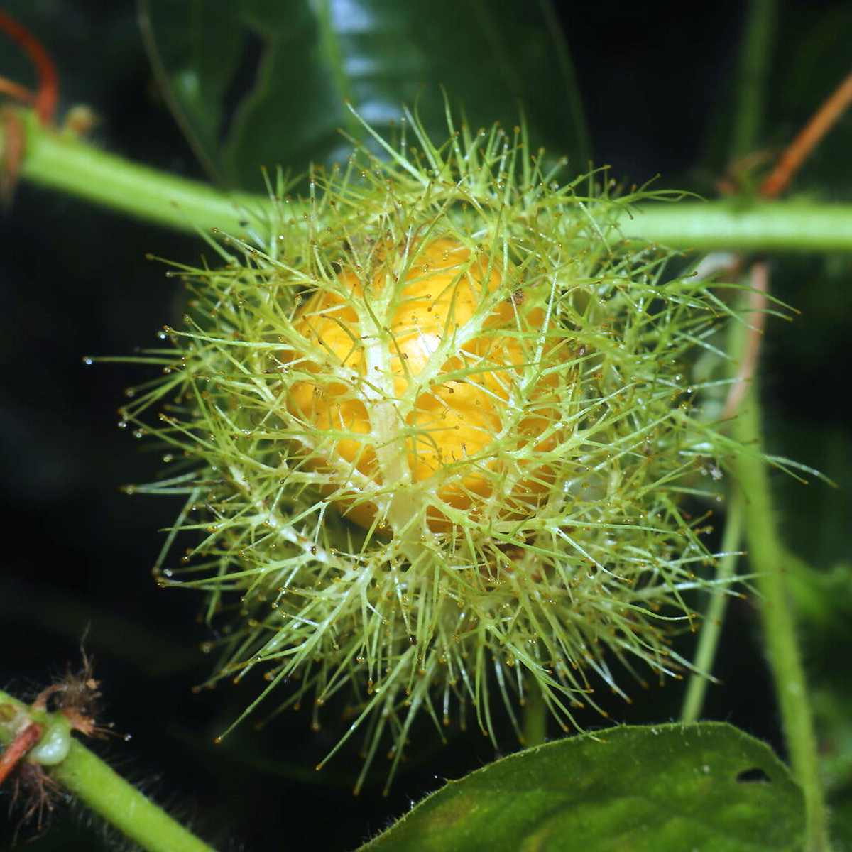 Ripe orange Stinking Passionflower (Passiflora foetida) fruit enclosed by glandular bracts.