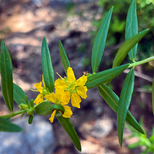 Yellow Sun Opener (Heimia salicifolia) flowers among narrow green leaves.