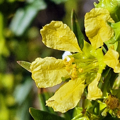 Close-up of a yellow Sun Opener (Heimia salicifolia) flower showing stamens and calyx.
