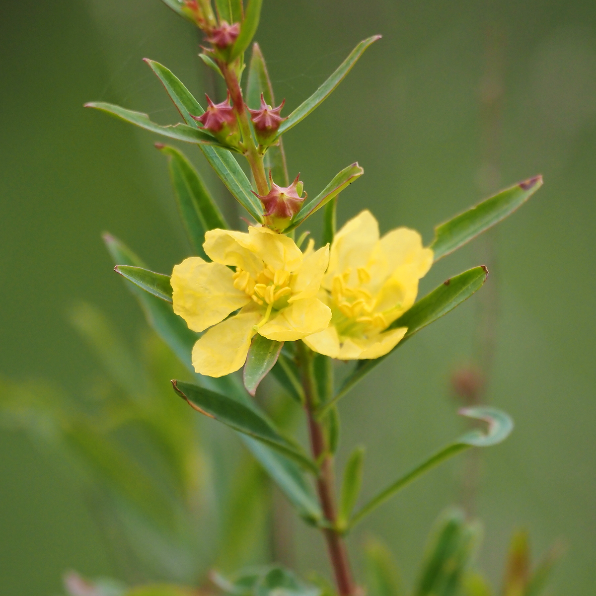 Yellow Sun Opener (Heimia salicifolia) flowers with narrow willow-like foliage.