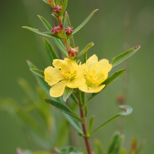 Yellow Sun Opener (Heimia salicifolia) flowers with narrow willow-like foliage.
