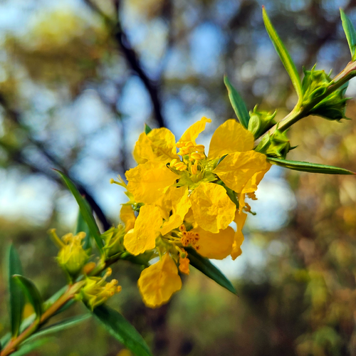 Cluster of yellow Sun Opener (Heimia salicifolia) flowers on a leafy branch.