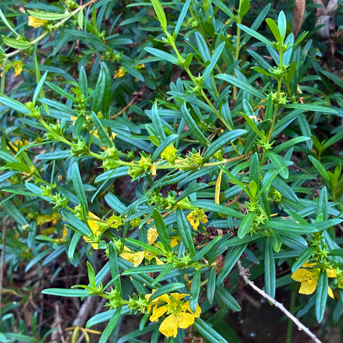 Sun Opener (Heimia salicifolia) shrub showing narrow foliage, yellow flowers and developing capsules.