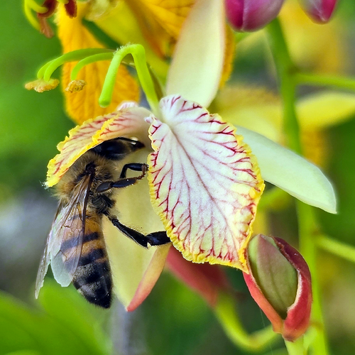Honey bee visiting a veined Tamarindus indica flower