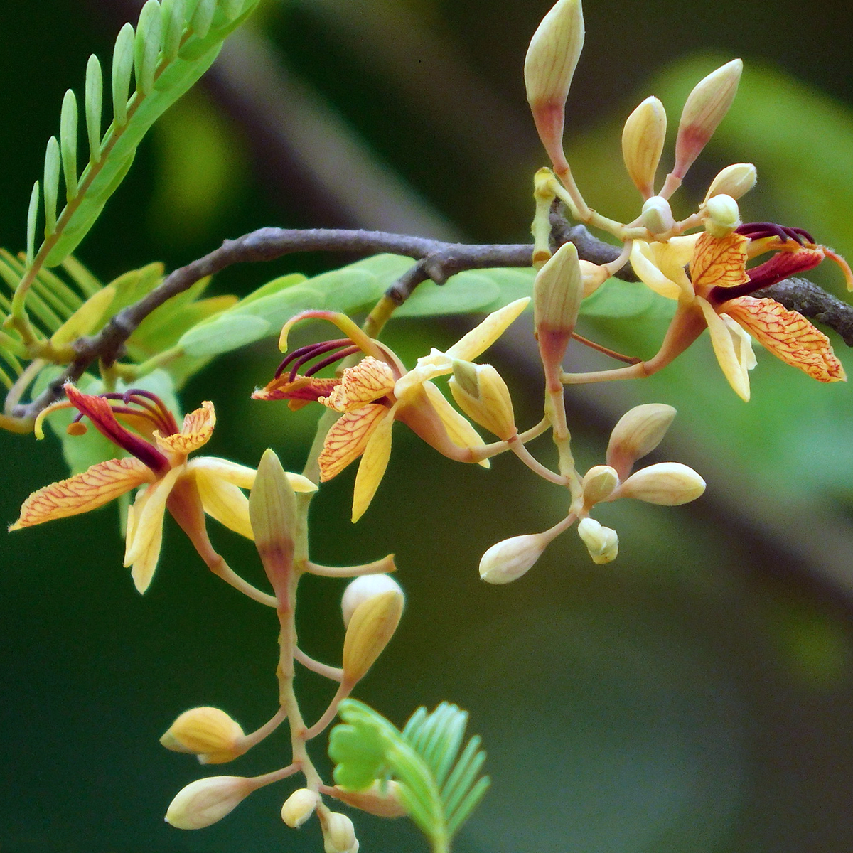 Tamarindus indica flower cluster with cream petals and red veining