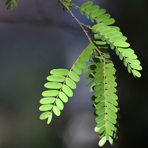Close view of the paired pinnate leaflets of Tamarindus indica