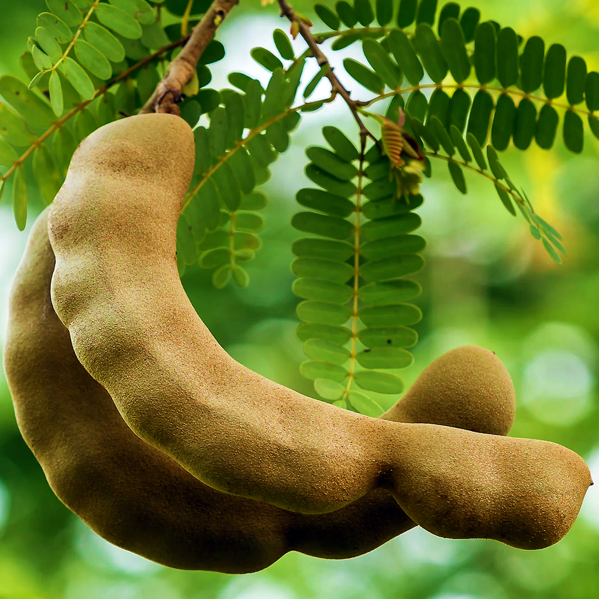 Close-up of curved mature tamarind pods beneath green Tamarindus indica foliage